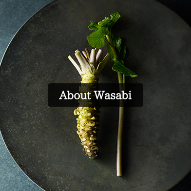 About Wasabi